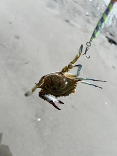 カニの釣果