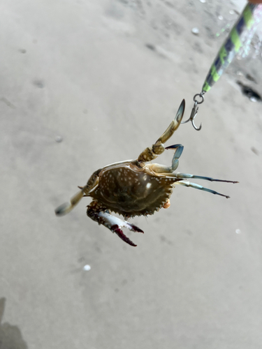 カニの釣果