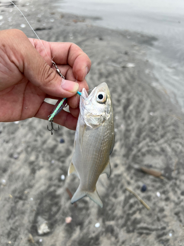 ツバメコノシロの釣果