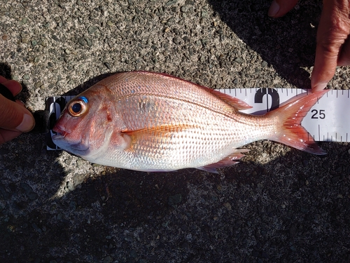 マダイの釣果