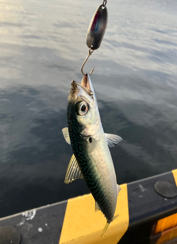 サバの釣果