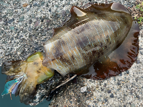 アオリイカの釣果