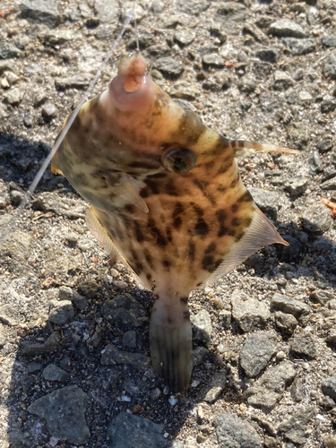 カワハギの釣果