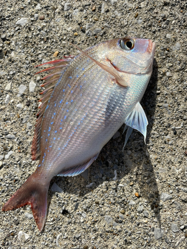 タイの釣果