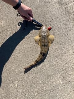 マゴチの釣果