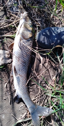 ニゴイの釣果