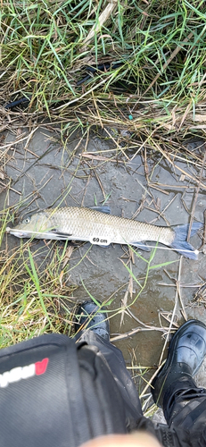 ニゴイの釣果