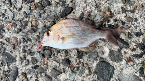 タイの釣果