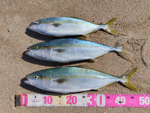 イナダの釣果