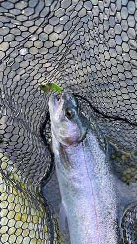 ニジマスの釣果