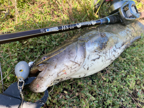 ナマズの釣果