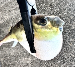 シロサバフグの釣果