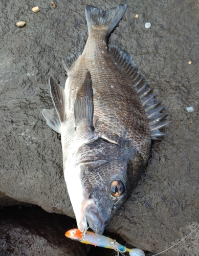 チヌの釣果