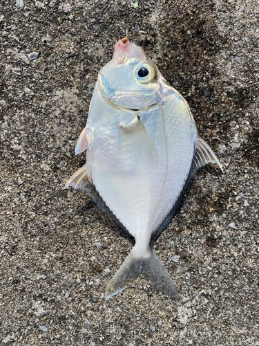 イトヒキヒイラギの釣果