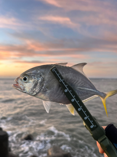 メッキの釣果