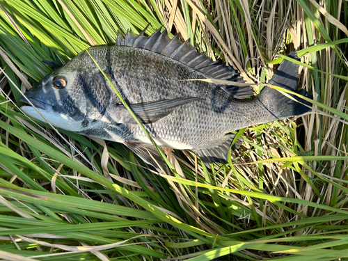 チヌの釣果