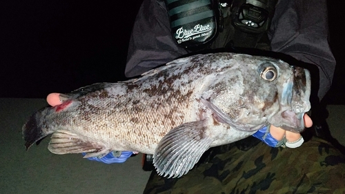 クロソイの釣果