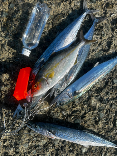 サゴシの釣果