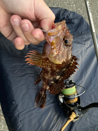 カサゴの釣果