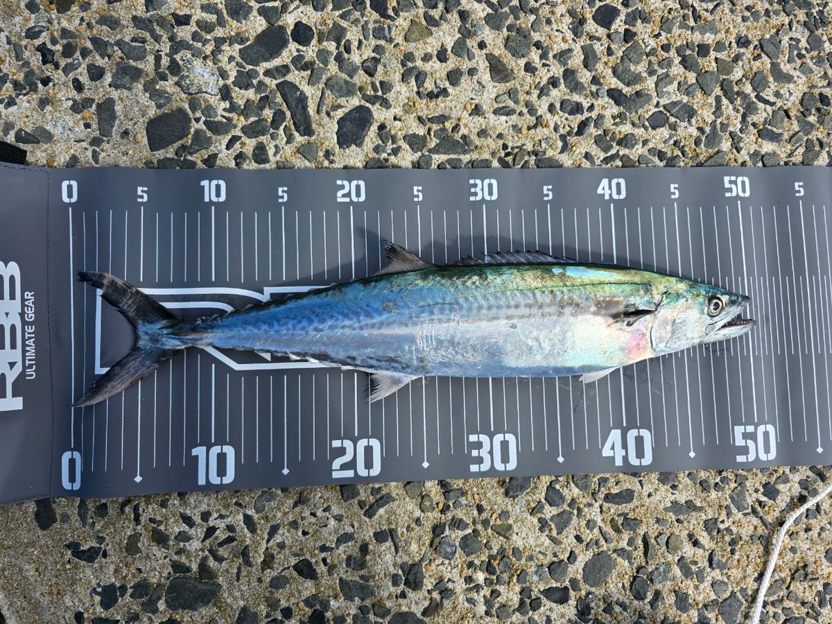 チーター7さんの釣果 2枚目の画像