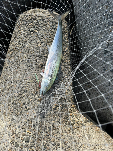 サゴシの釣果