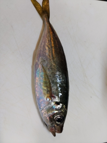 マアジの釣果