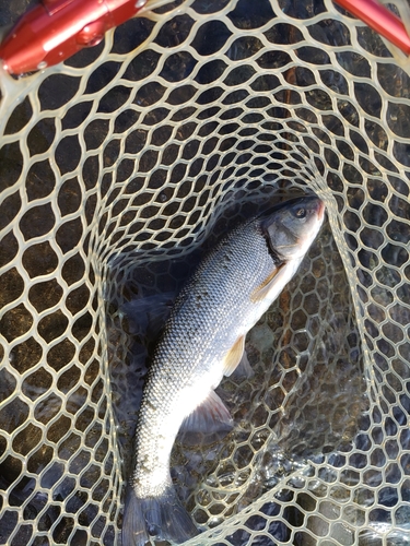 ウグイの釣果