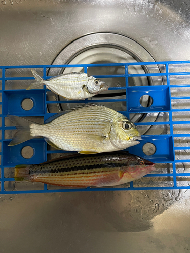 キビレの釣果