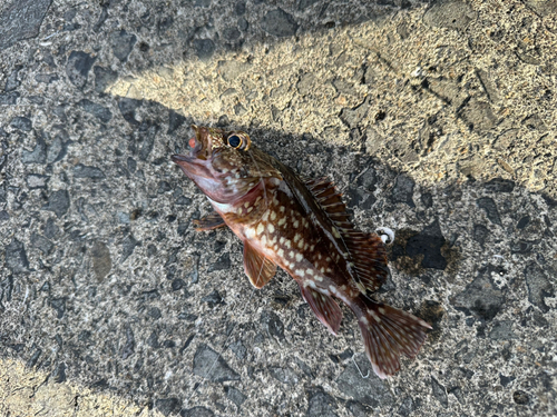 カサゴの釣果