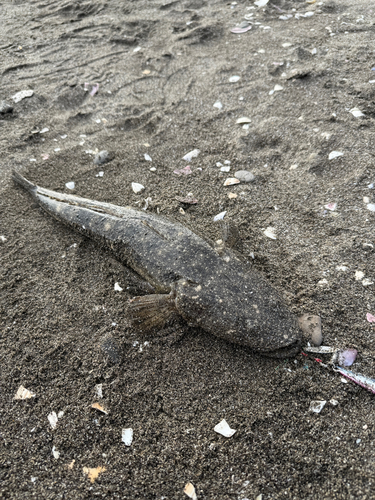 マゴチの釣果