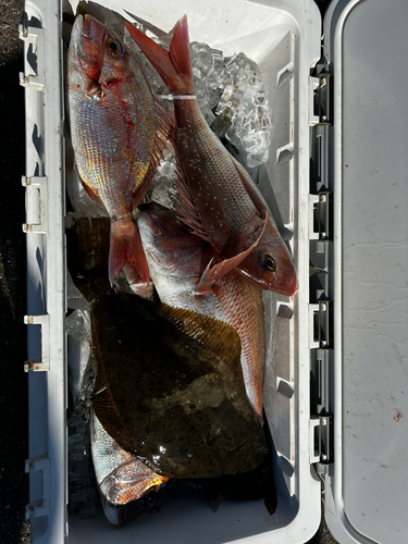 タイの釣果