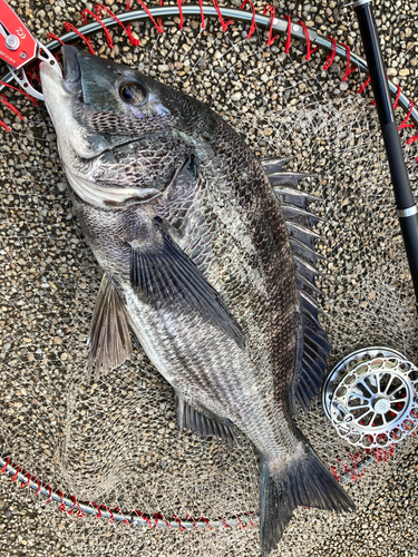 チヌの釣果