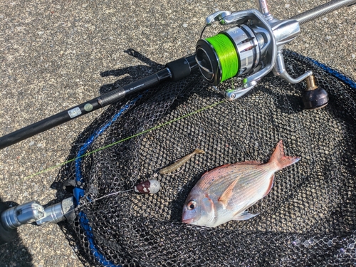 チダイの釣果