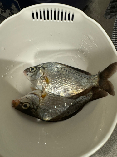 ウミタナゴの釣果