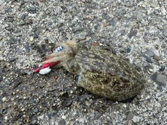 モンゴウイカの釣果