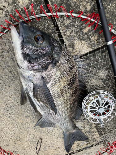 チヌの釣果