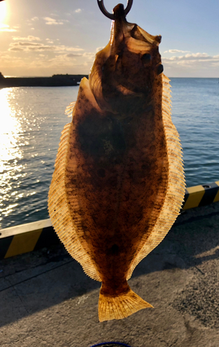 ヒラメの釣果