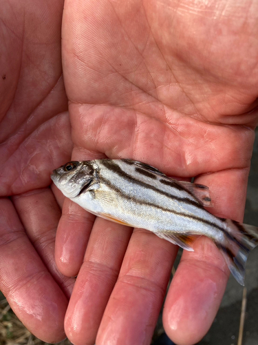 シマイサキの釣果