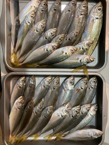 アジの釣果