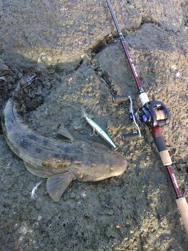 マゴチの釣果