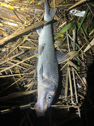 ニゴイの釣果