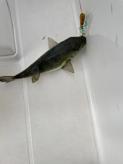 クロサバフグの釣果