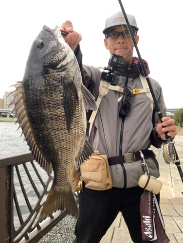 チヌの釣果