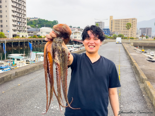 タコの釣果