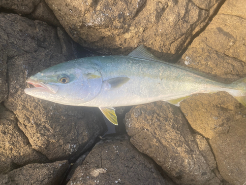 イナダの釣果