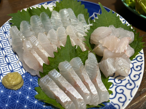 スズキの釣果