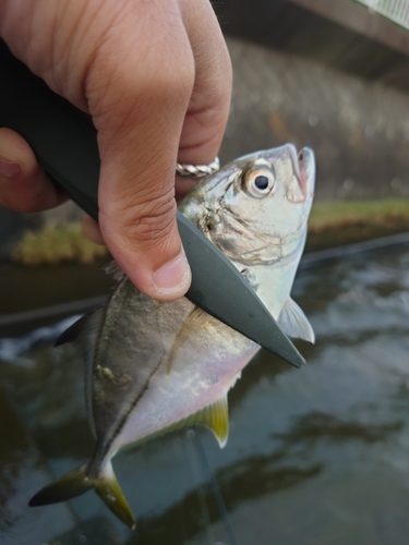 メッキの釣果