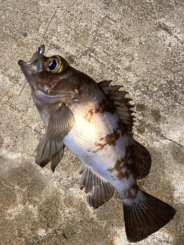 アカメバルの釣果