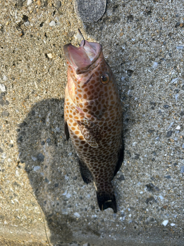 オオモンハタの釣果