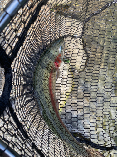 ニジマスの釣果